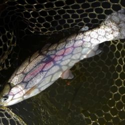 大安トラウトレイク 釣果